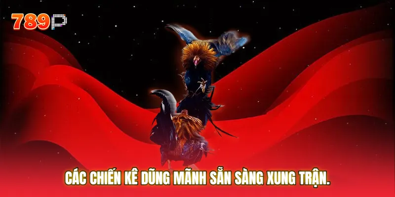 Các chiến kê dũng mãnh sẵn sàng xung trận